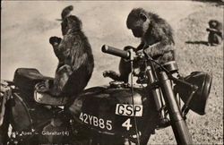 Monkey's on a Motorcycle Gibraltar Spain Postcard Postcard