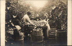 Harvesting Apples Postcard