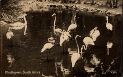 Flamingoes, South Africa Postcard