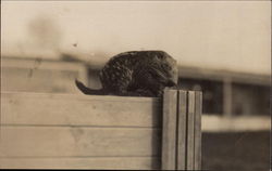 Baby Hedgehog (England) Postcard