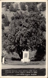 Mother Orange Tree, Planted by Judge Joseph Lewis in 1856, Bidwell Bar Postcard