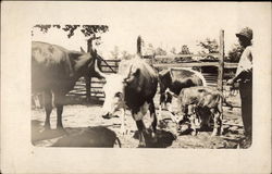 Farmer with Cattle Postcard