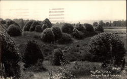 Myrtle Trees, Oregon Coast Highway Postcard