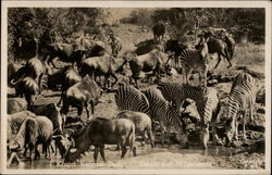 Kruger National Park, Zebras and Wildebeeste Postcard