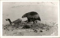 Wolverine Feeding Postcard