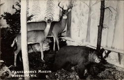 Henkelmann's Museum Wildlife Exhibit with Deer and Small Bear Postcard