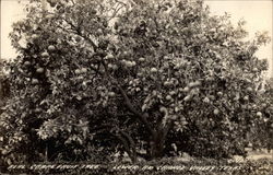 Real Grapefruit Tree, Lower Rio Grande Valley Postcard