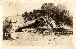 Aged, Bent and Battered Tree Postcard