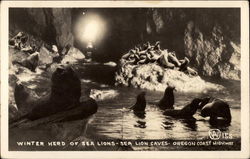 Winter Herd of Sea Lions Postcard