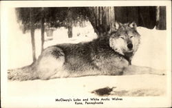 McCleery's Lobo and White Arctic Wolves Kane, PA Postcard Postcard