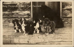 Baby Malamute Alaska Mail Carriers Postcard