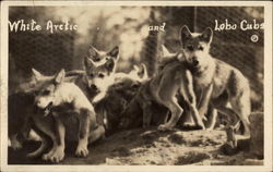 White Arctic And Lobo Cubs Postcard Postcard