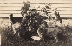 Two Cats Finish Their Dinner in a Backyard Postcard Postcard