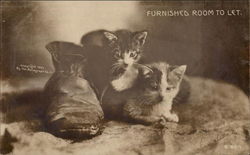 Kittens - Furnished Room to Let Postcard