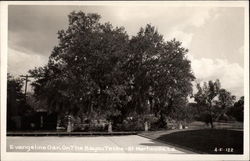 Evangeline Oak on the Bayou Teche Saint Martinville, LA Postcard Postcard