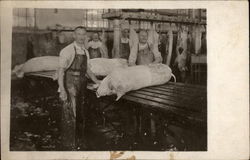 Butchering Pigs Postcard