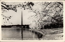 Washington Monument and Cherry Blossoms District Of Columbia Washington DC Postcard Postcard