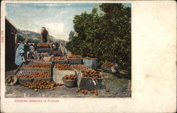 Grading Oranges Postcard