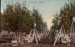 Apple Orchard Postcard