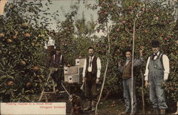 Picking Apples in a Hood River Orchard Oregon Postcard Postcard