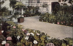 Potted Plants - Floral Section. Oregon State Fair Postcard