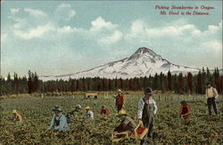 Picking Strawberries in Oregon Postcard