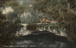 The Natural Bridge Arch Creek, FL Postcard Postcard