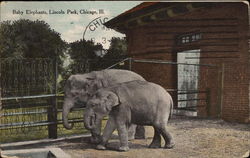 Baby Elephants, Lincoln Park Postcard