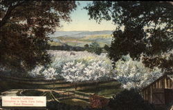 Springtime in Santa Clara Valley, Prune Blossoms Los Gatos, CA Postcard Postcard