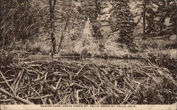 Beaver Dams, above Green Mt. Falls Postcard