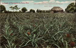 A Field of Pineapples in Puerto Rico Postcard