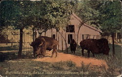 Buffalo Herd, Belle Isle Park Detroit, MI Postcard Postcard