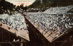 Pigeon Farm near Elysian Park Los Angeles, CA Postcard Postcard