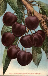 Cluster of Black Tartarian Cherries Postcard