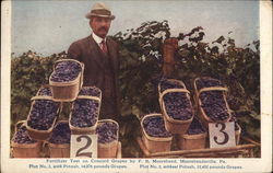 Fertilizer Test on Concord Grapes by F.B. Moorehead Moorheadville, PA Postcard Postcard