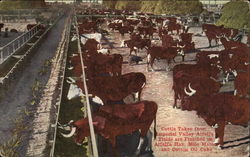 Cattle at Stockyards Postcard