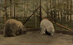 The Polar Bears, Walbridge Park Postcard