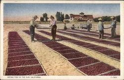 Drying Figs in the Sun California Postcard Postcard