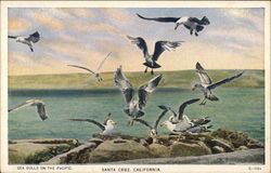 Sea Gulls on the Pacific Santa Cruz, CA Postcard Postcard