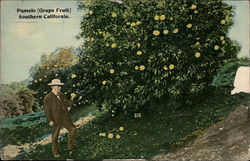 Pomelo - Grapefruit, Southern California Postcard