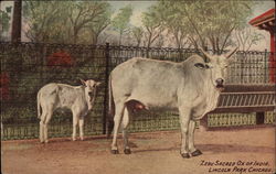 Zebu - Sacred Ox of India, Lincoln Park Chicago, IL Postcard Postcard