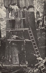 Redwood Timber Felling Postcard