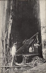 Undercutting a Redwood Postcard