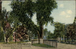 Washington Elm Cambridge, MA Postcard Postcard