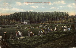 Picking Cranberries on Cape Cod Massachusetts Postcard Postcard