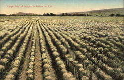 Large Field of Lettuce in Bloom in California Postcard