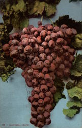 California Grapes Postcard