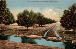 Irrigating a California Orange Grove Postcard