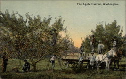 The Apple Harvest Washington Postcard Postcard