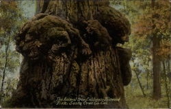 The Animal Tree, California Redwood Park Postcard